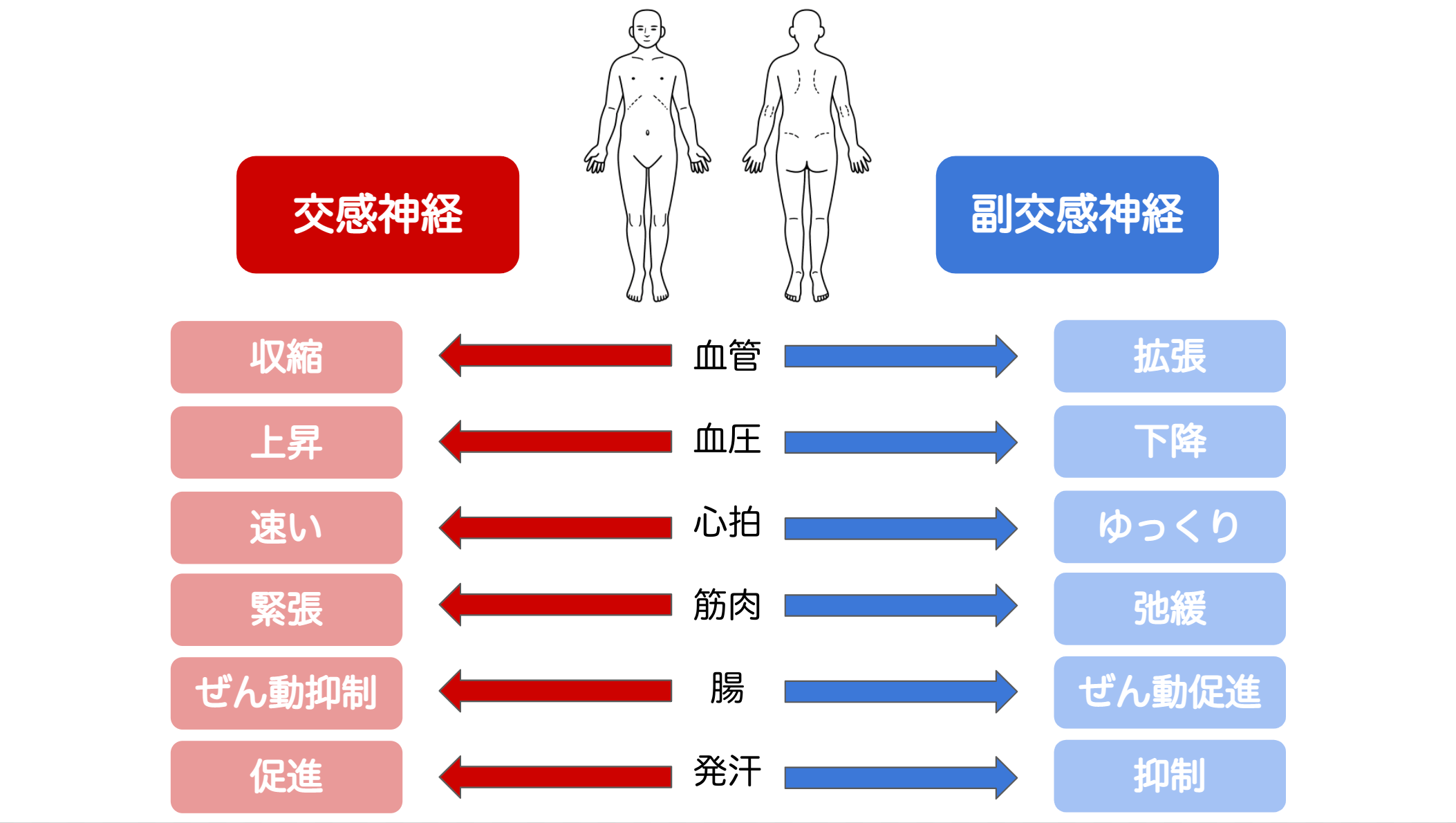 自律神経の構成　交感神経と副交感神経