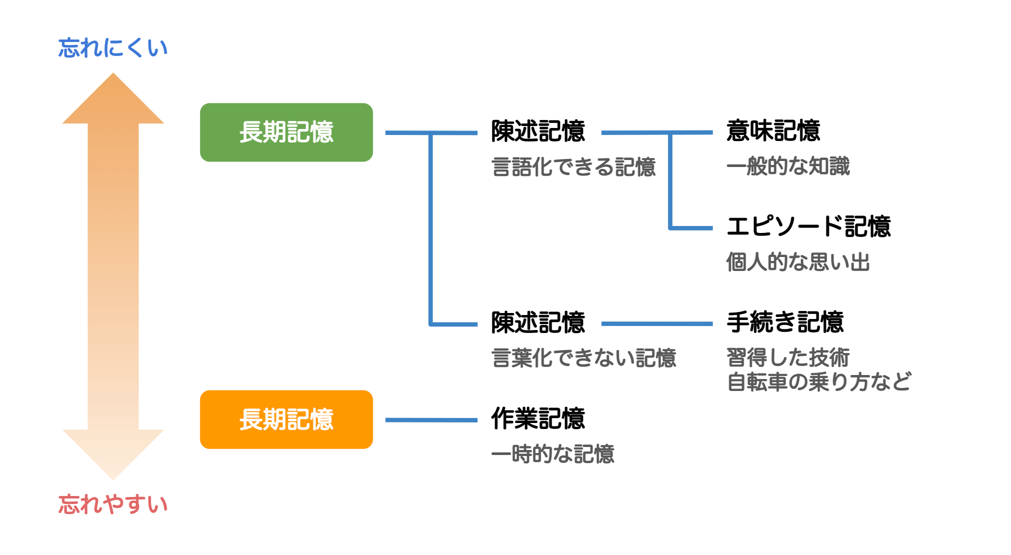 記憶の種類についての図