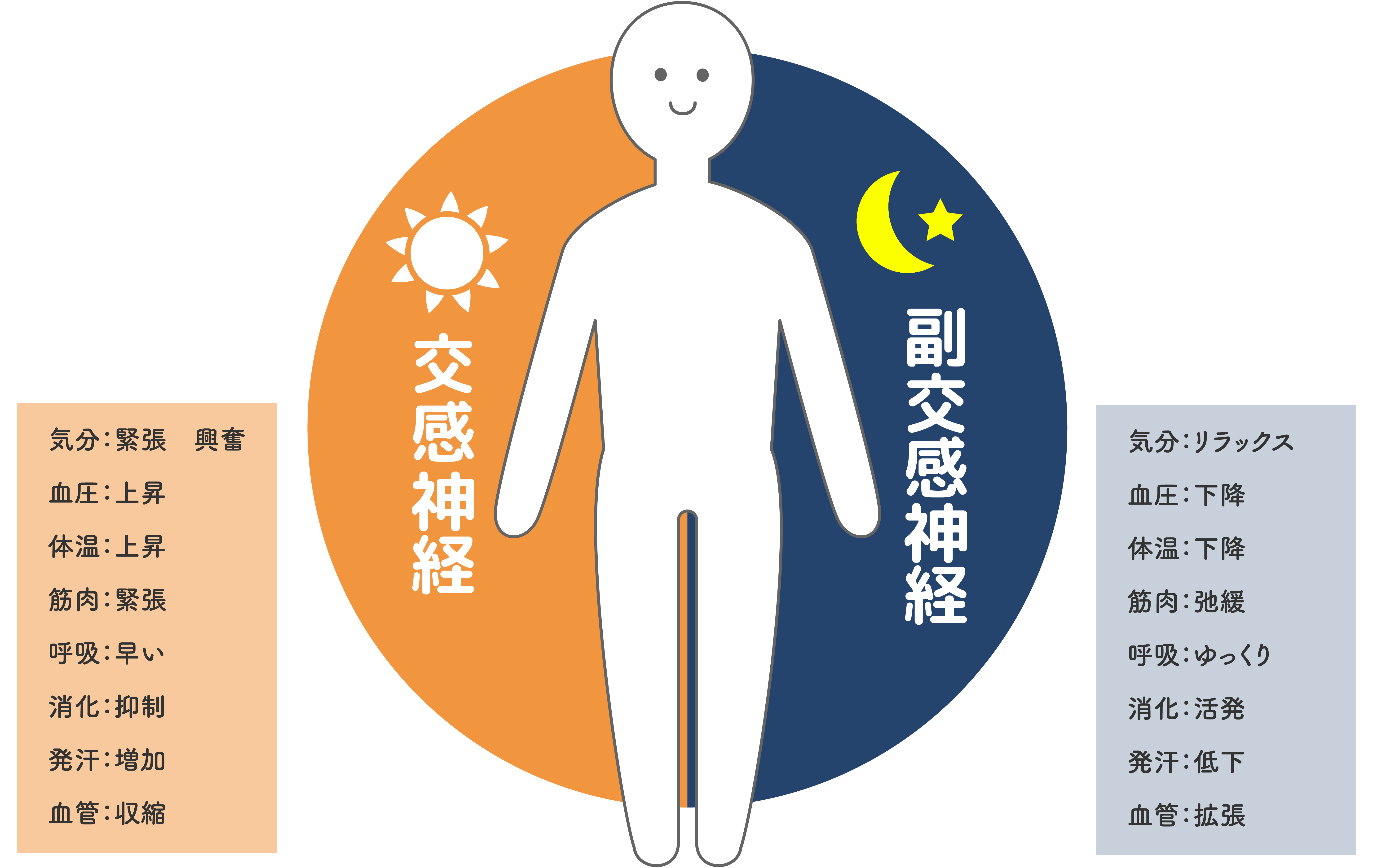 交感神経と副交感神経の働き