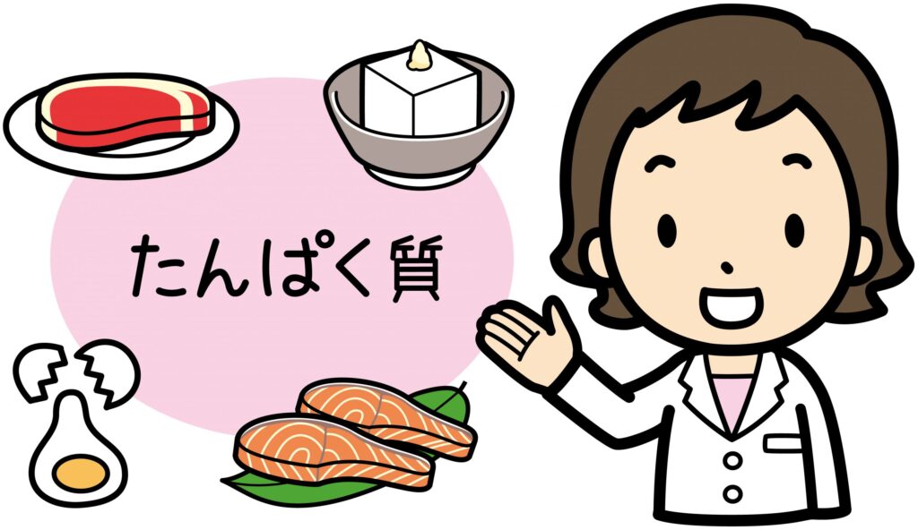 たんぱく質イラスト