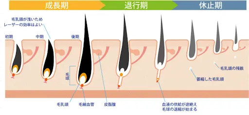 毛周期の説明