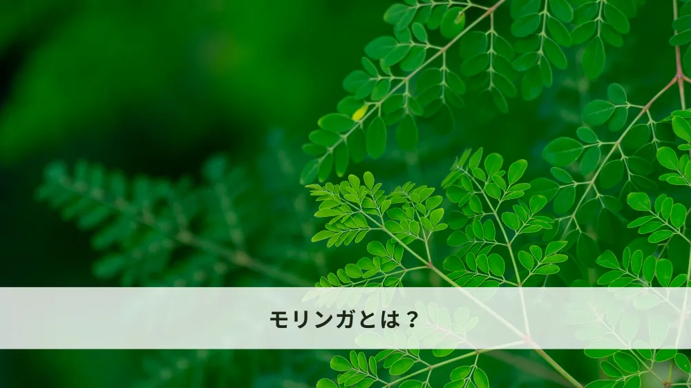 モリンガとは？