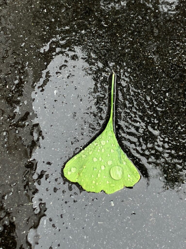 地面に落ちて美しく濡れているイチョウの葉
