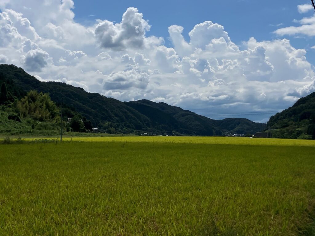 中国地方の山中の稲穂