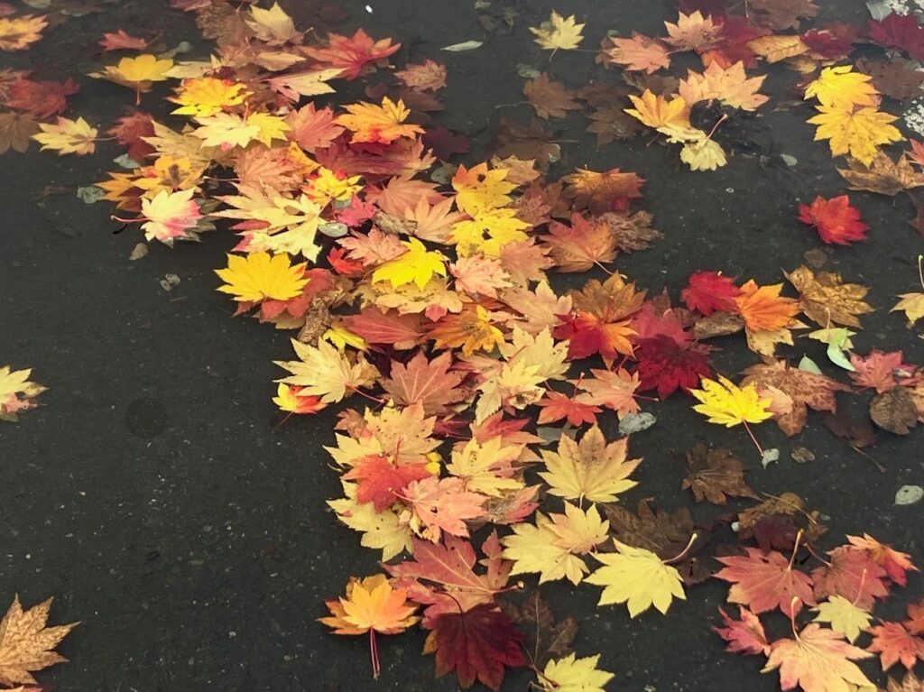 公園内に舞い落ちていた落葉