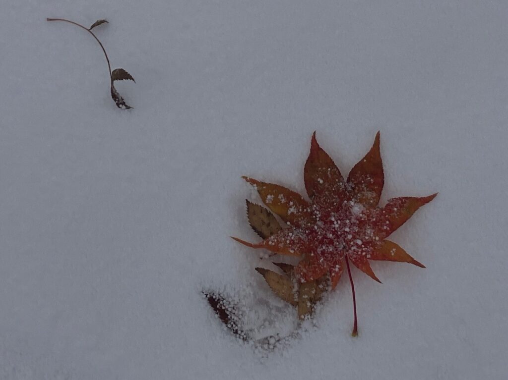 積雪となった石狩市内の公園で見つけた落葉