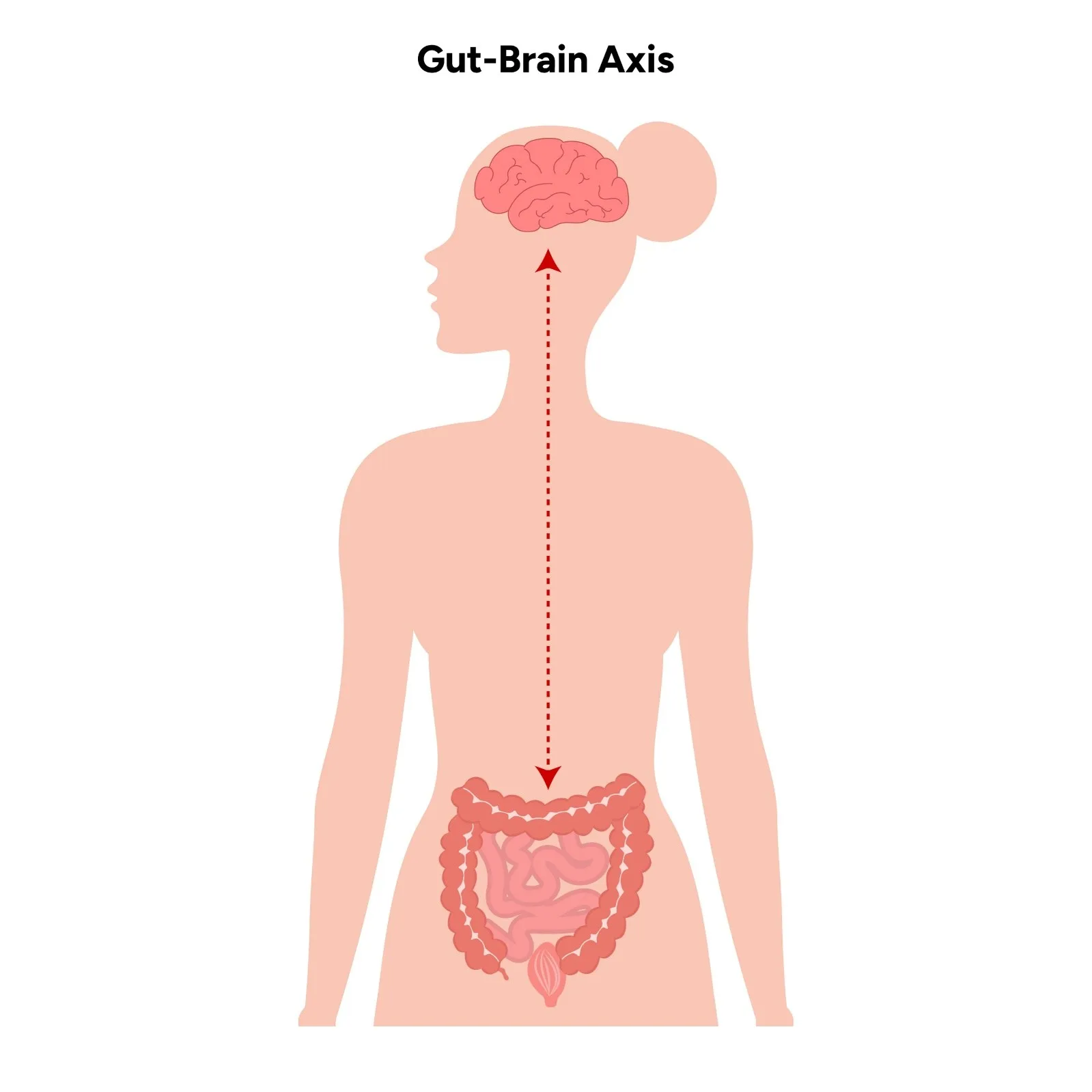 短鎖脂肪酸のイメージ