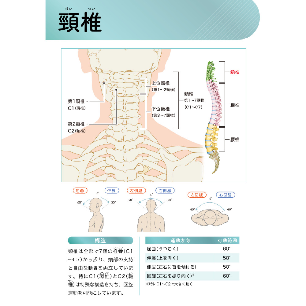 ゼロアナトミー 1章 関節の働きと体の基礎知識 頚椎