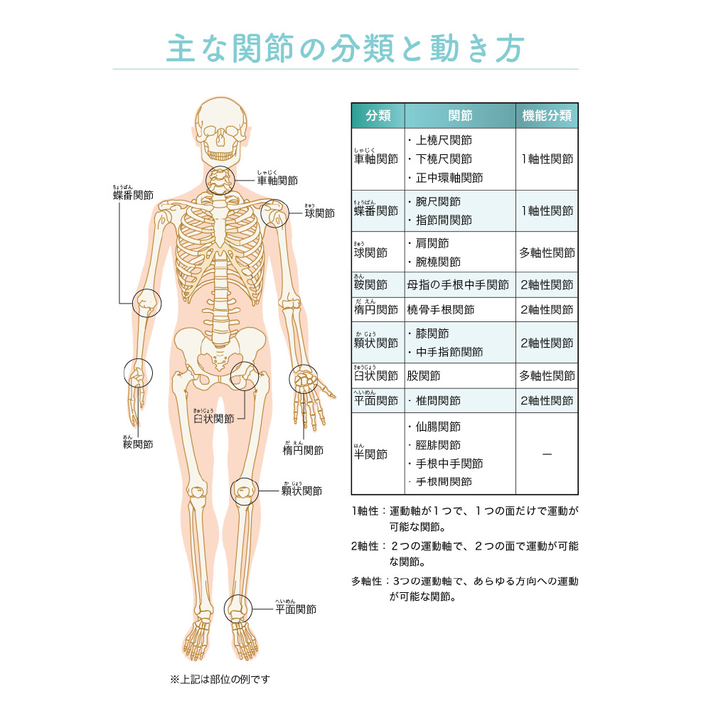 ゼロアナトミー 1章 関節の働きと体の基礎知識 主な関節の分類と動き方