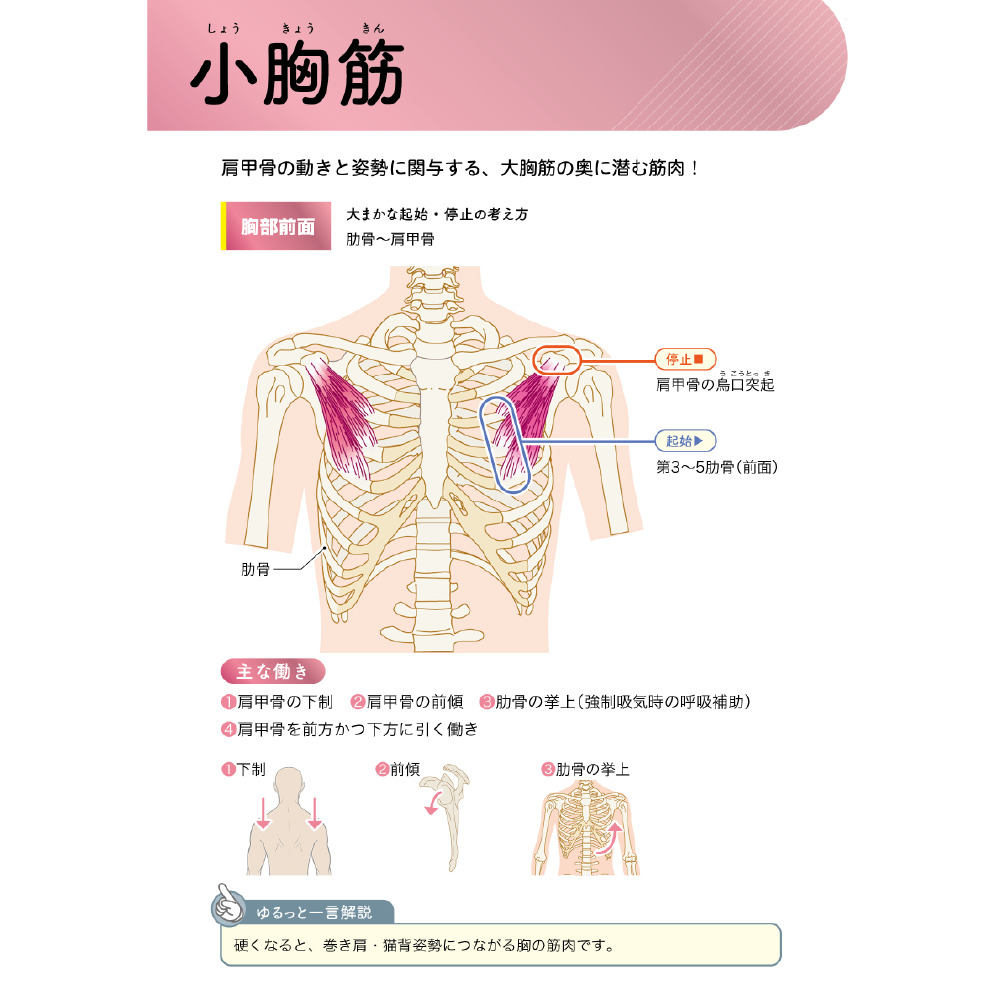 ゼロアナトミー 2章 筋肉の働きを知る 頭部・頸部・胸部・上肢・腹部編 小胸筋