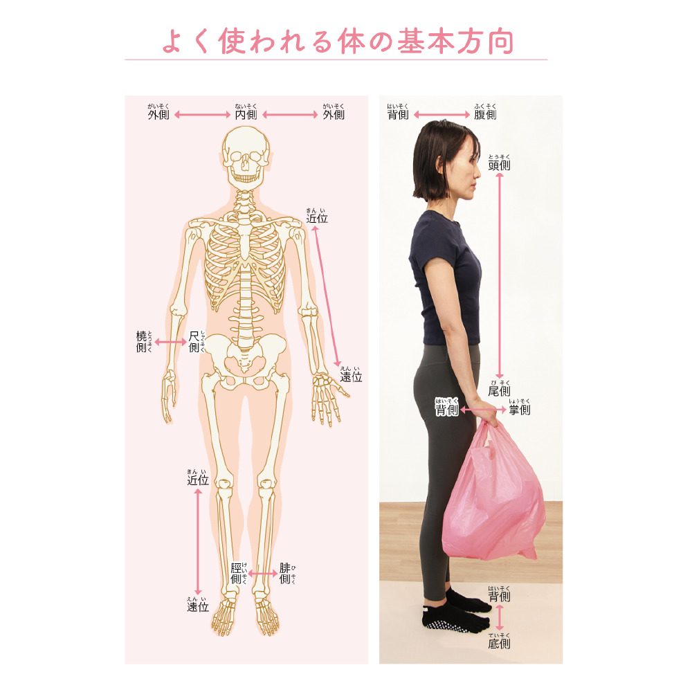 ゼロアナトミー 2章 筋肉の働きを知る 頭部・頸部・胸部・上肢・腹部編 よく使われる体の基本方向