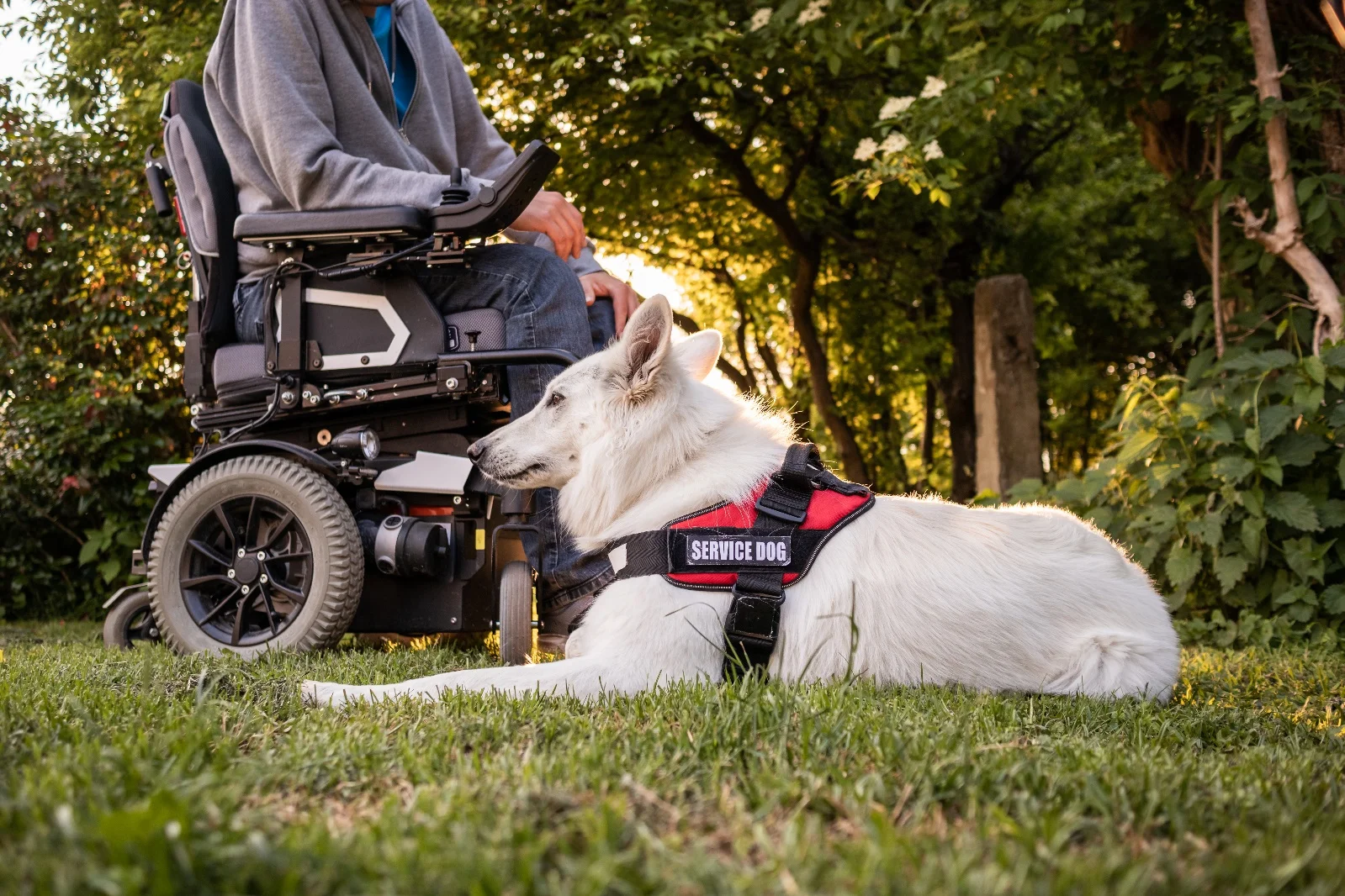 補助犬とは何か？ 3つの役割と意外な利用方法