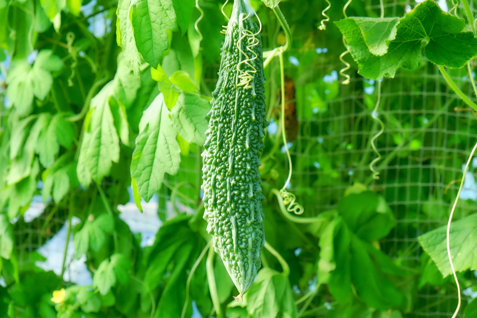 ゴーヤーの栄養学：脳と血管を守る「3大成分」
