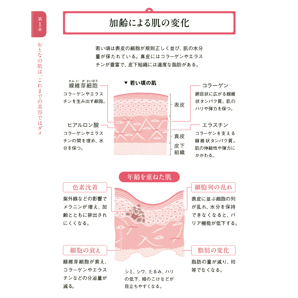 美しさは、再生する。 第1章 おとなの肌は、これまでの美容ではダメ 加齢による肌の変化