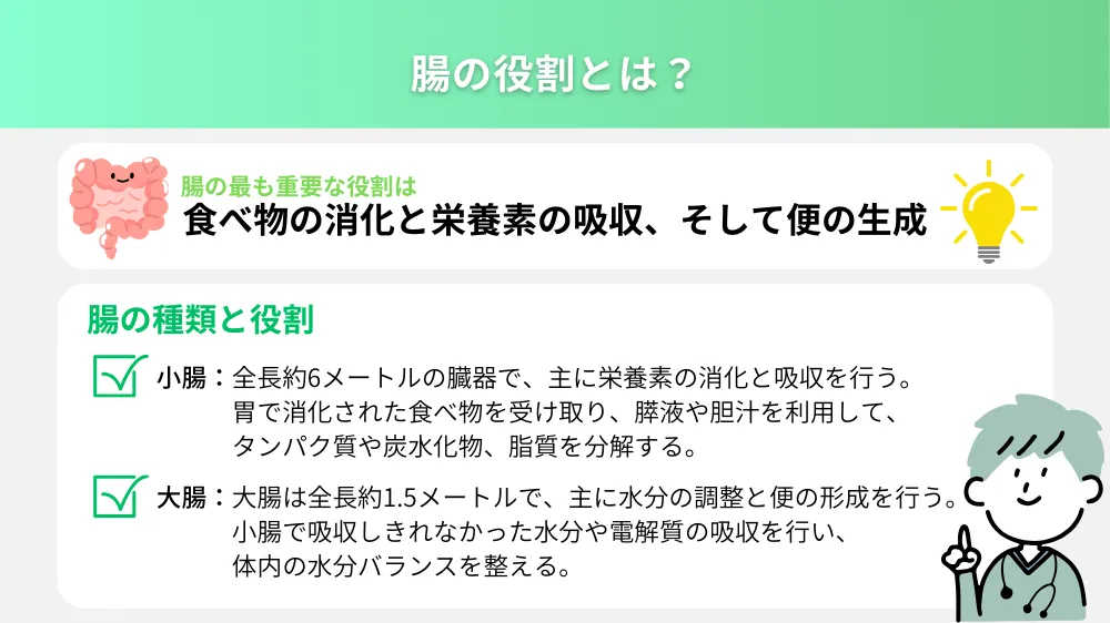 腸の役割とは