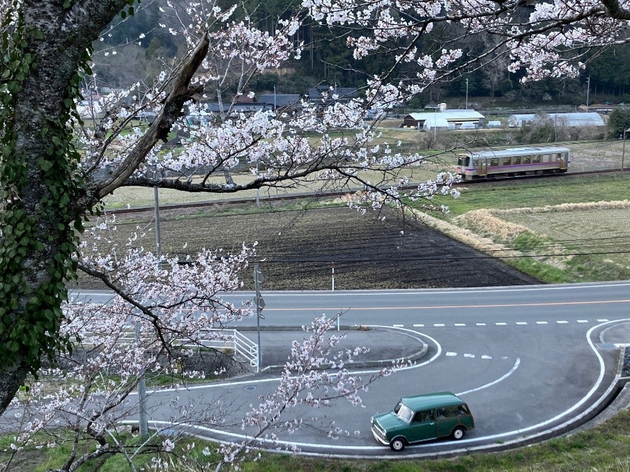 サクラの開花と芸備線