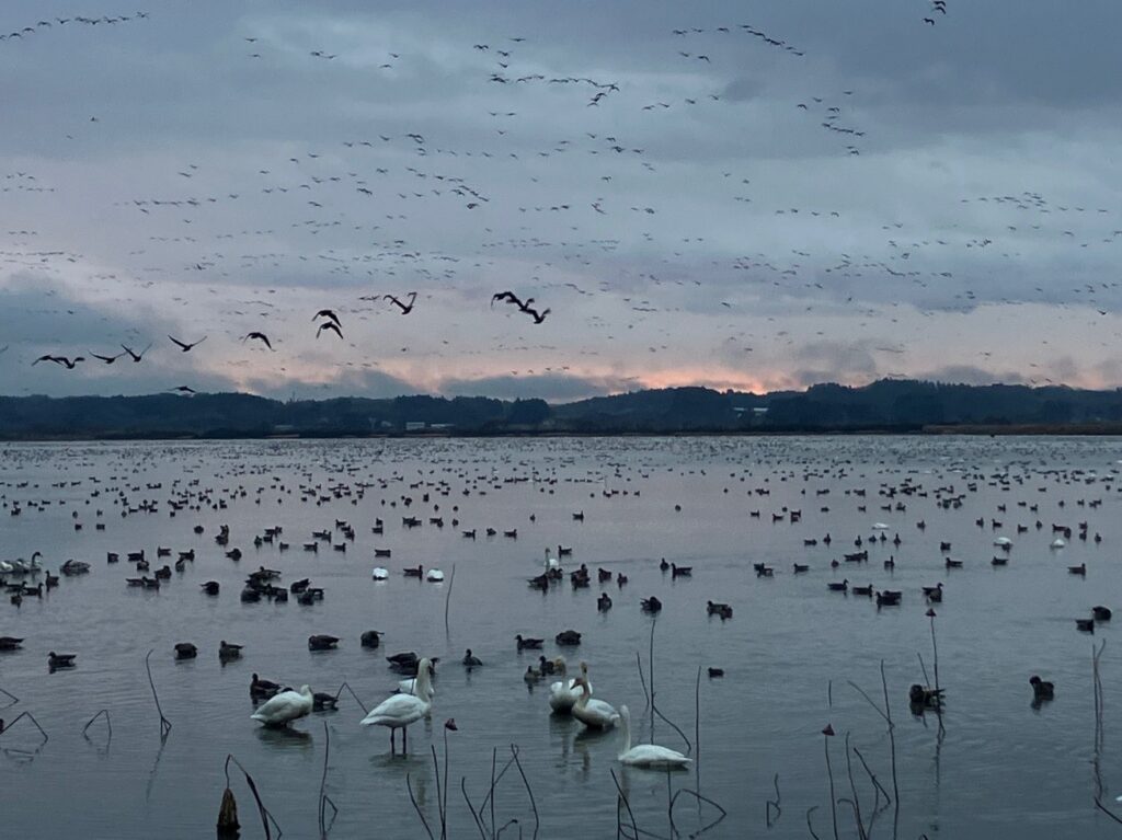 渡り鳥の飛来地 伊豆沼