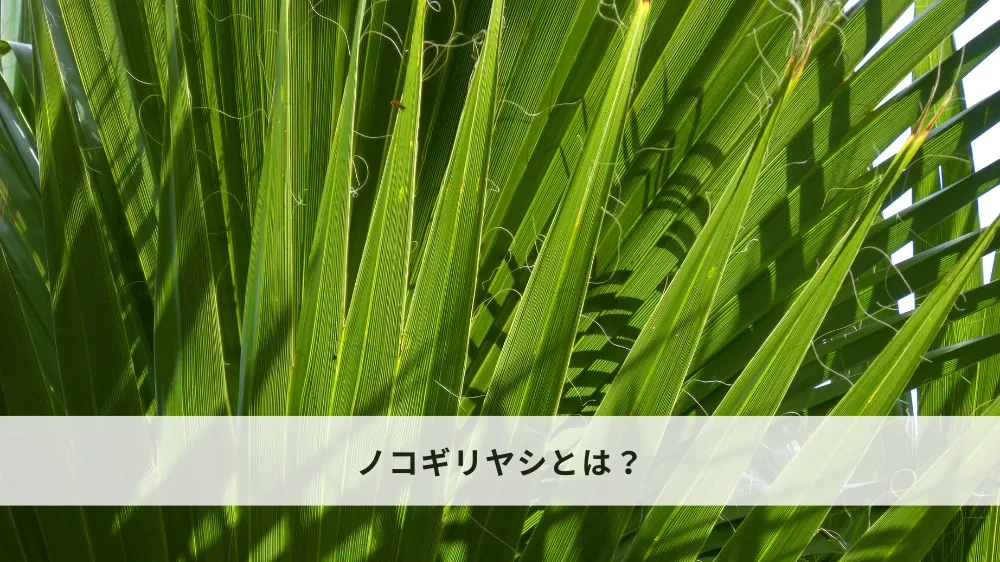 賢い摂取方法